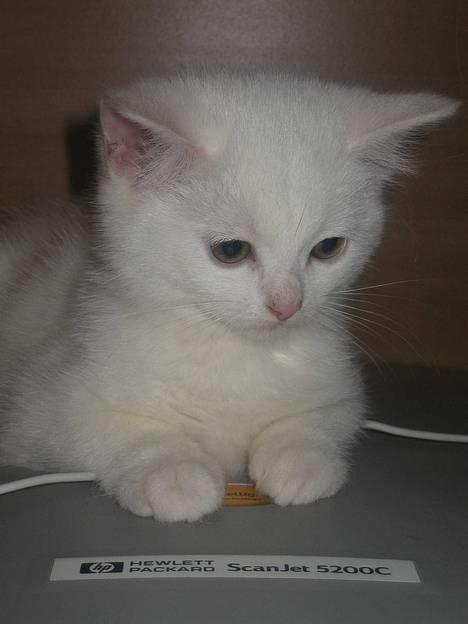 Blanding af racer Duchess * Prinsessen* - Duchess 12 uger. Den første dag jeg havde hende. billede 18