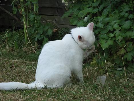 Blanding af racer Duchess * Prinsessen* - Beskidte Prinsessetæer duer ikke. billede 19