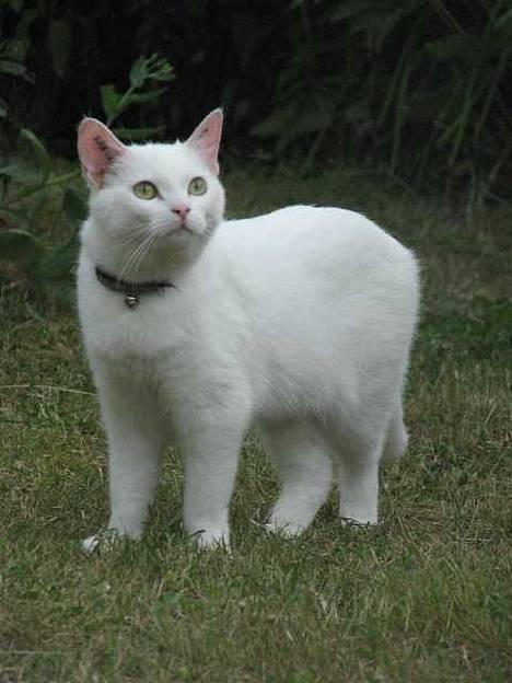 Blanding af racer Duchess * Prinsessen* - Juli 06 billede 20