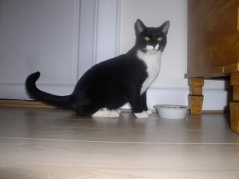 Blanding af racer Mr.Missy - Kigger du på mig ? Nå så må jeg vist løfte halen ! billede 5