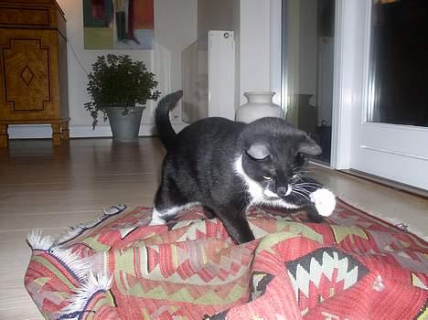 Blanding af racer Mr.Missy - Ha... Jeg har dig! billede 6