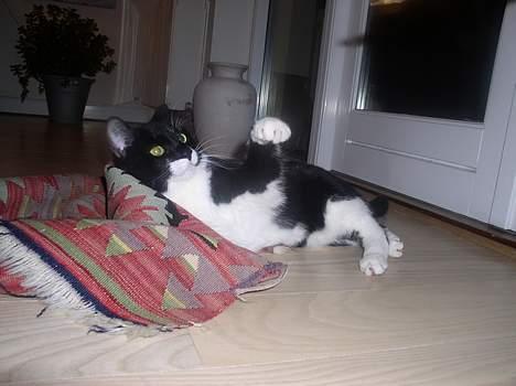 Blanding af racer Mr.Missy - Arghh kom nu! billede 7