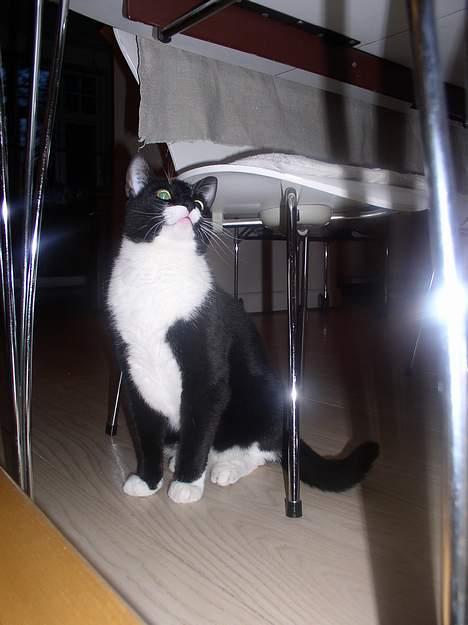 Blanding af racer Mr.Missy - Se hvor smuk og oprejst jeg er! billede 8