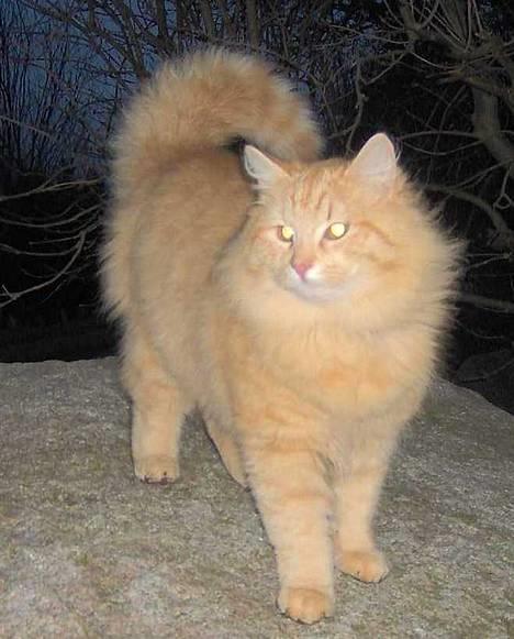 Blanding af racer Cirkus - chow-chow kat? billede 12