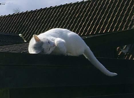 Huskat Max  - Max´er på staktikket *SS* billede 10