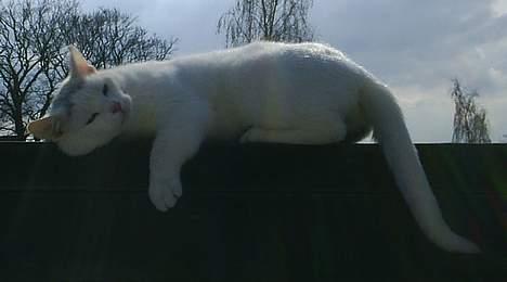 Huskat Max  - Er han ikke skøn ? billede 11