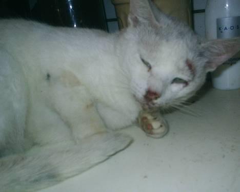 Huskat Max  - Max den 11 sep efter bid billede 12