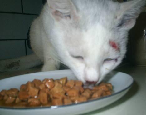 Huskat Max  - Max den 11 sep efter bid billede 13