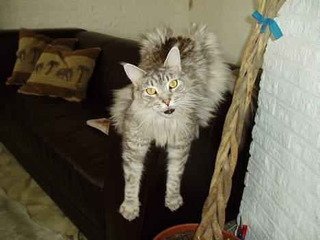 Maine Coon DK Wildenrath's Aske RIP billede 7