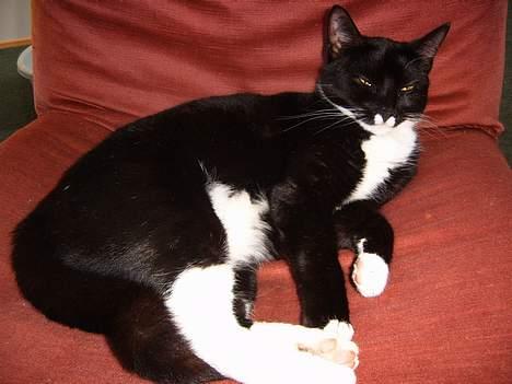 Blanding af racer Midi billede 11