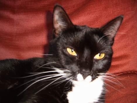 Blanding af racer Midi billede 12