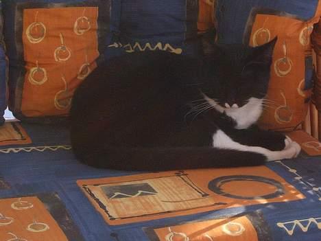 Blanding af racer Midi billede 13