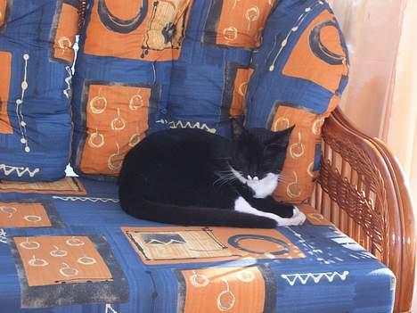 Blanding af racer Midi billede 14