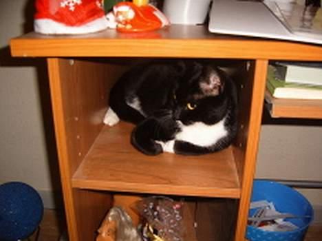 Blanding af racer Midi - haha du skal jeg gæmme mig.. "blink" sulans hun fant mig hader billeder..  billede 15