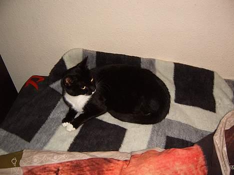 Blanding af racer Midi billede 16