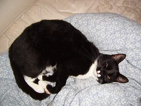 Blanding af racer Midi billede 17