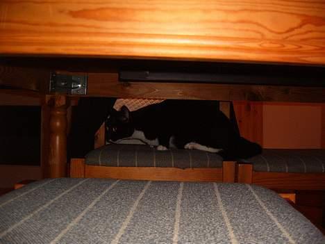 Blanding af racer Midi - aarh der var en mus.. mums..  billede 19