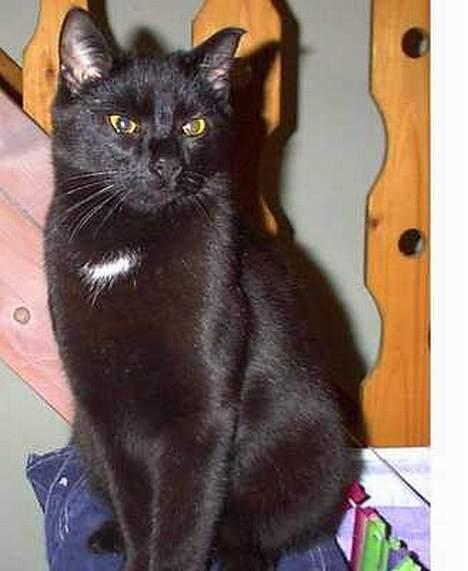 Blanding af racer Lucifer - Min missekat billede 4