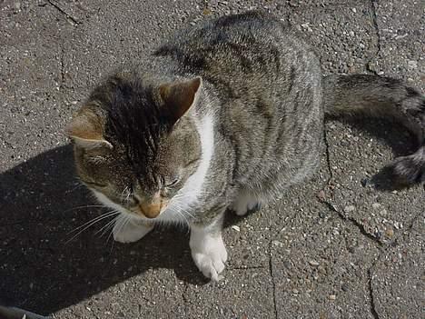 Huskat alex max band - hæhæ alex oppefra billede 6