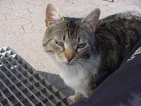 Huskat alex max band - jeg vil kæles billede 7