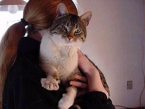 Huskat alex max band - mad ? billede 8