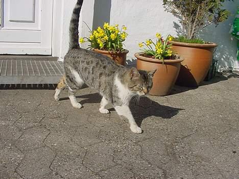 Huskat alex max band - han er ikke så vild med at sidde stille, når der er et kamera billede 9