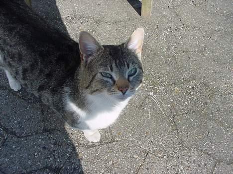 Huskat alex max band - halløj billede 10