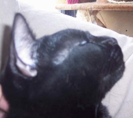 Huskat Bølle - Bølle i profil billede 11