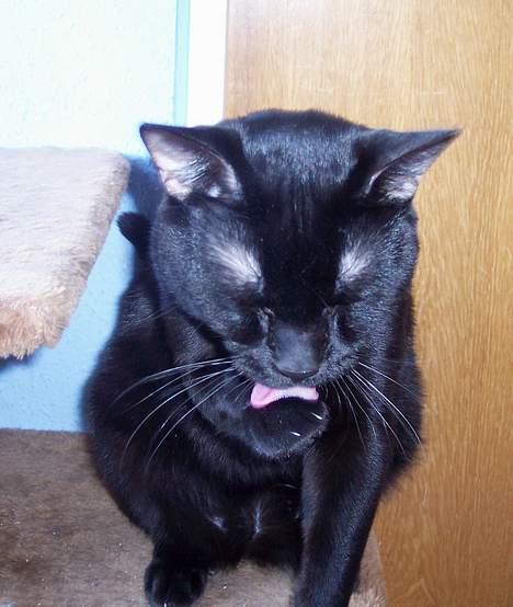 Huskat Bølle - Bølle vasker sig billede 12