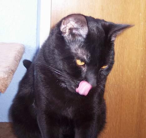 Huskat Bølle - Rækker tunge :-) billede 13