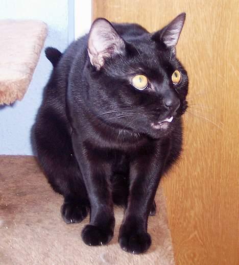 Huskat Bølle - Klar til at angribe  billede 14