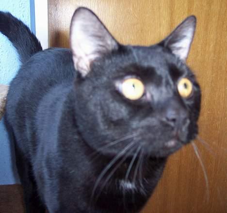 Huskat Bølle - Hvad er dog det ? billede 15