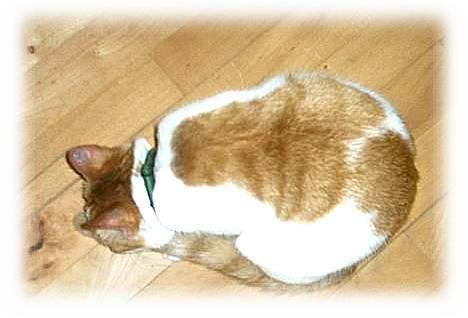 Huskat Mon Cheri billede 5