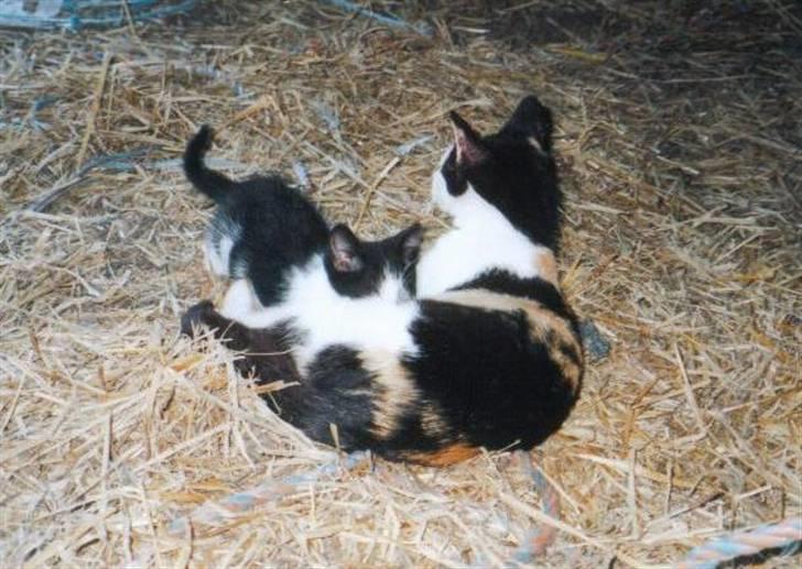 Huskat Plet - Mig & Min Mor billede 5