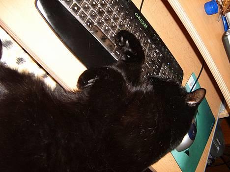 Blanding af racer bølle ( rendt væg ) :-(( billede 9