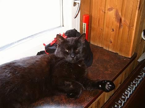 Blanding af racer bølle ( rendt væg ) :-(( billede 10