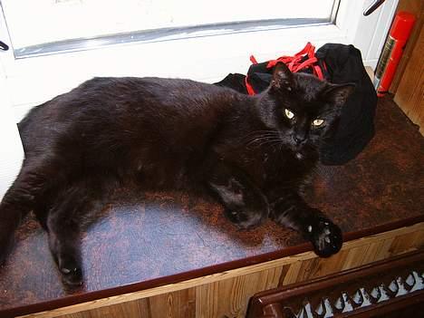 Blanding af racer bølle ( rendt væg ) :-(( billede 11