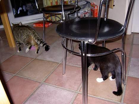 Blanding af racer Lyn - hva så Summer skal vi lege??? billede 10