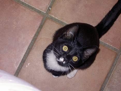 Blanding af racer Lyn - heey!! hva er det lige i har gang i der?! billede 11