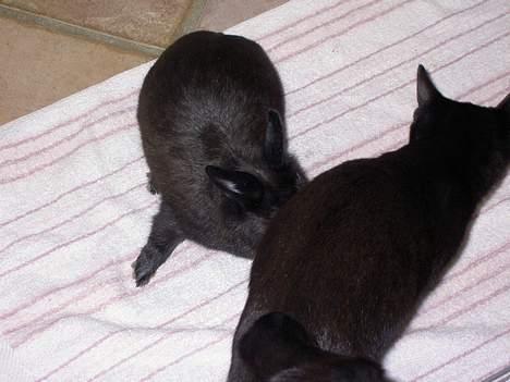 Blanding af racer Lyn - Åhh neeej!!! nuzer vil æde mig!!!!   (lyn er faktisk bange for min søsters kanin) billede 12