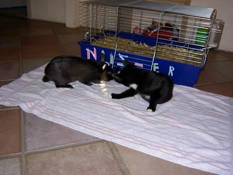 Blanding af racer Lyn - Den kanin er fandeme syg!! billede 13