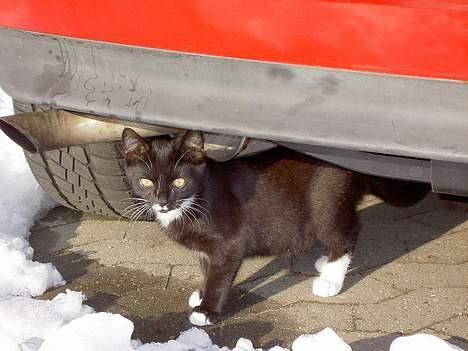 Blanding af racer Lyn - tit tit.. billede 14