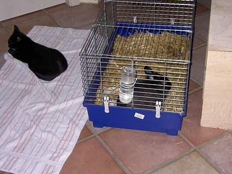 Blanding af racer Lyn - så længe den blir der er den da sød nok..:D billede 15