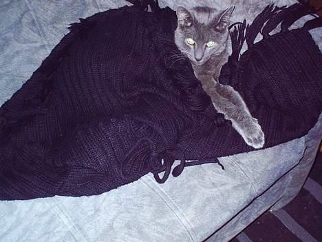 Russian Blue O´malley billede 2