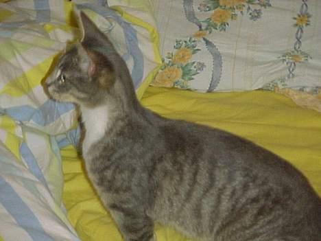 Blanding af racer Missemor - Lige et billede i profil!  billede 1