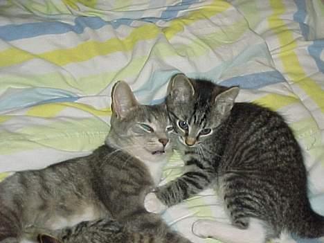 Blanding af racer Missemor - Her er hun med en af de dejlige killinger hun fik i sommeren 2001 billede 2