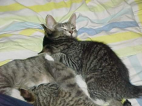 Blanding af racer Missemor - igen med en killing billede 3