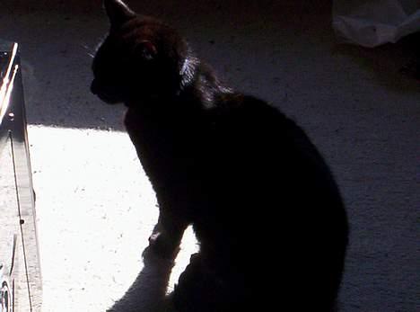 Blanding af racer Carlos billede 4