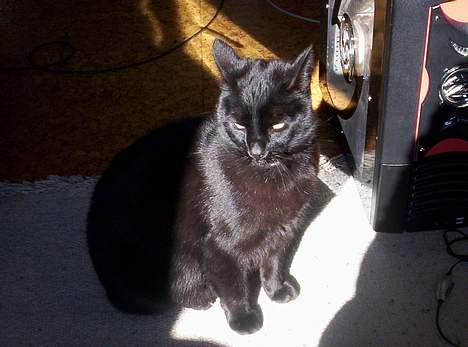 Blanding af racer Carlos - ved godt han ligner en djævel.. HAHA!.. ej.. det er han IKKE billede 5