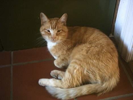 Blanding af racer Garfield +død+ billede 19